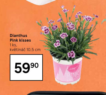 Dianthus - Hvozdík