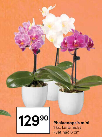 Orchidej