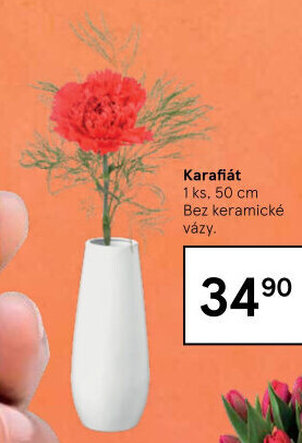 Řezaný karafiát