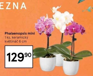 Orchidej