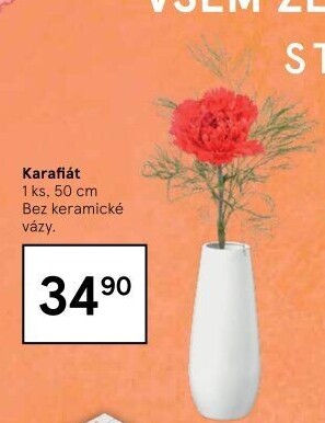 Řezaný karafiát
