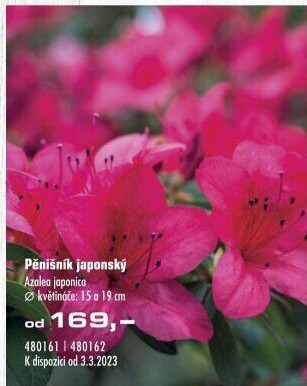 Azalka japonská - Azalea japonica