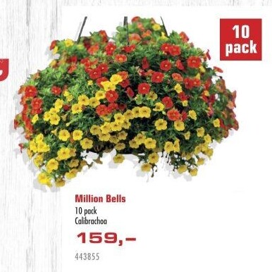 Calibrachoa - Million bells