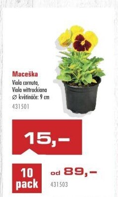 Maceška - Viola