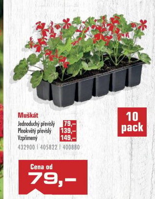 Muškáty / Pelargonie
