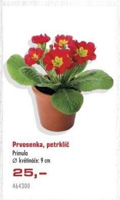 Primule - Petrklíč - Prvosenka
