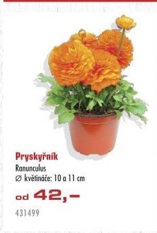 Ranunculus - Pryskyřník