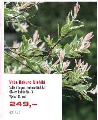 Salix Hakuro Nishik - Vrba