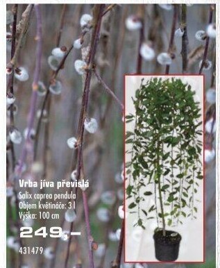 Vrba převislá - Salix caprea pendula
