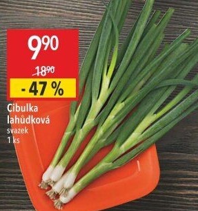Jarní cibule svazek