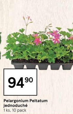 Muškáty / Pelargonie