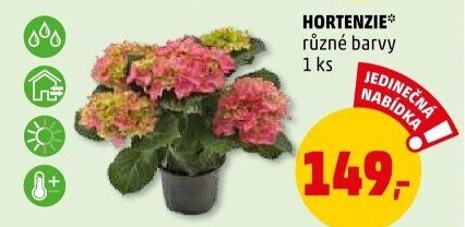 Hortenzie - Hydrangea