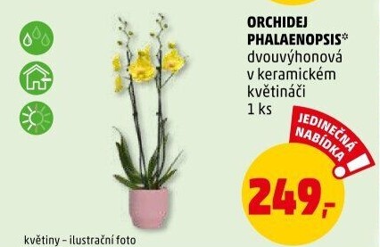 Orchidej