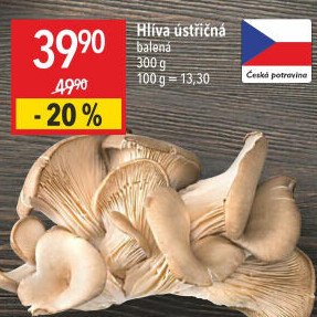 Hlíva ústřičná
