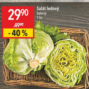 Salát ledový