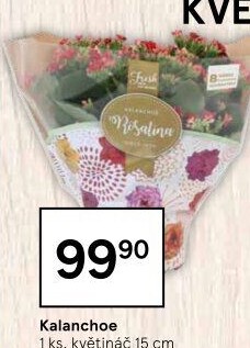 Kalanchoe - Kolopejka