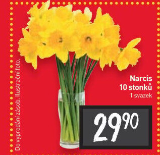 Řezané narcisky