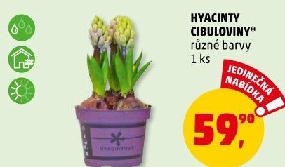 Hyacint