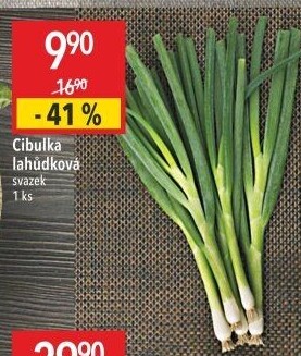 Jarní cibule svazek