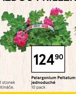 Muškáty / Pelargonie