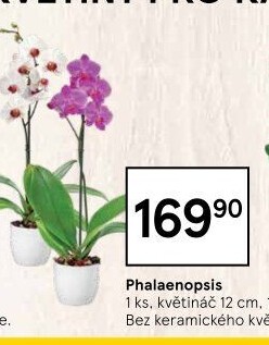 Orchidej