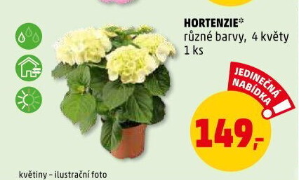 Hortenzie - Hydrangea