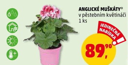 Muškáty / Pelargonie