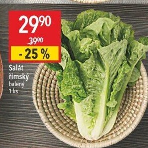 Salát římský
