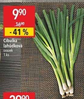 Jarní cibule svazek