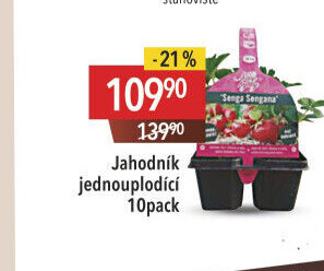 Jahodník - sazenice jahod
