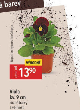 Maceška - Viola