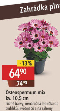 Tvrdosemeník - Kapská kopretina - Osteospermum