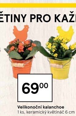 Kalanchoe - Kolopejka