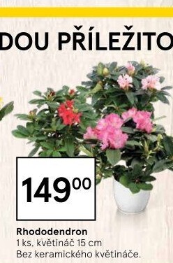 Rododendron - Pěnišník - Azalea