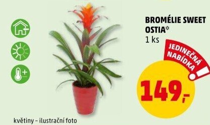 Bromelia