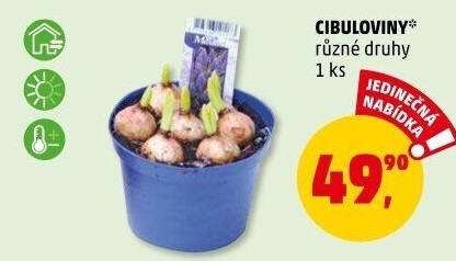 Cibulkové květiny