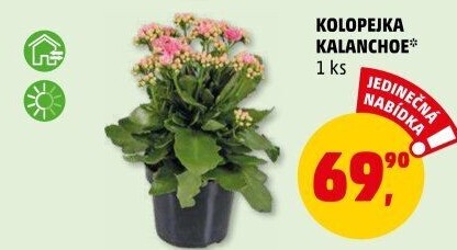 Kalanchoe - Kolopejka