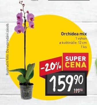 Orchidej