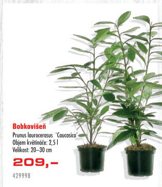 Brslen - Euonymus
