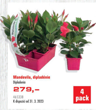 Dipladenia - Mandevila - Sundavillea