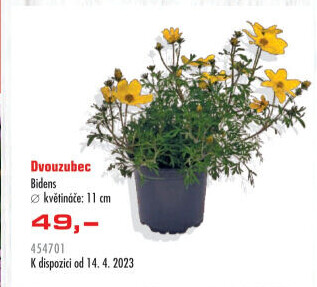 Dvouzubec - Bidens