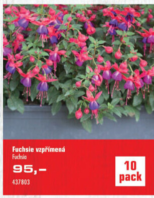 Fuchsie