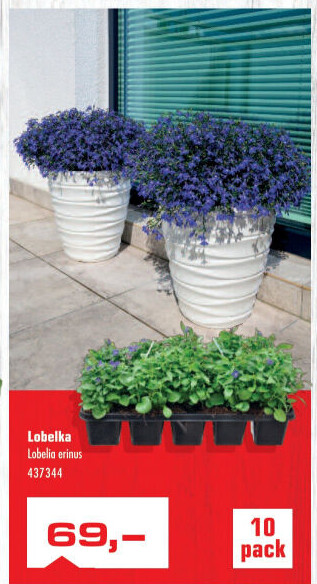 Lobelka - Lobelia