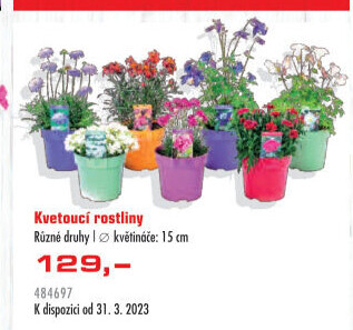 Mix kvetoucích rostlin