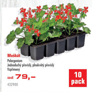 Muškáty / Pelargonie