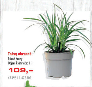 Okrasná tráva