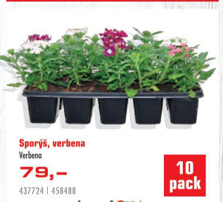 Verbena - Sporýš
