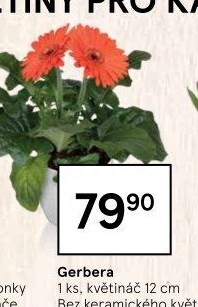 Gerbera