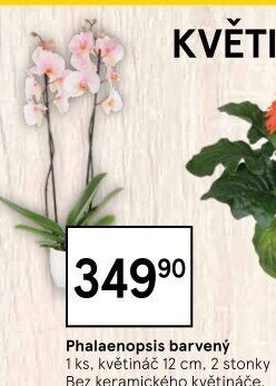 Orchidej
