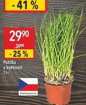 Bylinky v květináči
